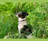 Sadie, an Eastern European Village Dog tested with EmbarkVet.com