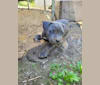 Athena, a Cane Corso and American Pit Bull Terrier mix tested with EmbarkVet.com