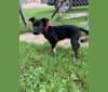 Zeus, an American Pit Bull Terrier and Labrador Retriever mix tested with EmbarkVet.com