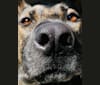 Rex1333, a German Shepherd Dog and Dutch Shepherd mix tested with EmbarkVet.com