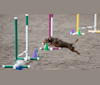 Kaylee-  Georgia Girl, a Chihuahua and Rottweiler mix tested with EmbarkVet.com
