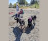 Photo of Spocky, a Labrador Retriever, Golden Retriever, Boxer, Rottweiler, and German Shepherd Dog mix in Williams Lake, BC, Canada