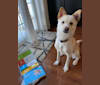 Kiba, a Japanese or Korean Village Dog and Shih Tzu mix tested with EmbarkVet.com
