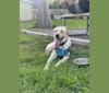 Buzz, a Labrador Retriever and Siberian Husky mix tested with EmbarkVet.com