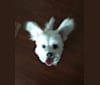 JoJo, a Poodle (Small) and Pomeranian mix tested with EmbarkVet.com