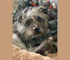 Moxey, a Poodle (Small) and Chihuahua mix tested with EmbarkVet.com