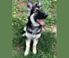 Pike’s Luther Beasley v. Zion, a Shiloh Shepherd tested with EmbarkVet.com