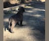 Dwight, a Labrador Retriever and Poodle (Standard) mix tested with EmbarkVet.com