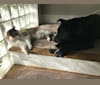 Photo of Aldo, a Chow Chow, Great Pyrenees, Siberian Husky, Labrador Retriever, and American Pit Bull Terrier mix in Denver, Colorado, USA