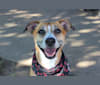 Roxie, a Boxer and Brittany mix tested with EmbarkVet.com