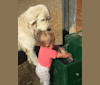 Jess, a Maremma Sheepdog tested with EmbarkVet.com