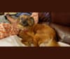 Photo of Brandy, a Pomeranian, Dachshund, Chihuahua, Australian Shepherd, and Shih Tzu mix in Land O' Lakes, Florida, USA