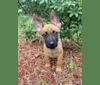 Rocco, a Dutch Shepherd and German Shepherd Dog mix tested with EmbarkVet.com
