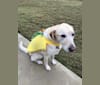 Nelly, a Labrador Retriever and Anatolian Shepherd Dog mix tested with EmbarkVet.com