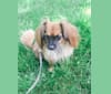 Photo of Finn, a Chihuahua, Dachshund, Poodle (Small), Pomeranian, and Mixed mix in Vancouver, British Columbia, Canada