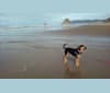 Gracie-Baby, an Australian Cattle Dog and Labrador Retriever mix tested with EmbarkVet.com