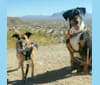 Photo of Walker, a Doberman Pinscher, Australian Cattle Dog, and Australian Shepherd mix in Gilbert, Arizona, USA