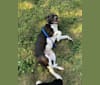 Volibear, an American Pit Bull Terrier and Labrador Retriever mix tested with EmbarkVet.com