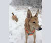 Tori, a Central Asian Village Dog tested with EmbarkVet.com