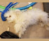 Tut, a Poodle (Small) and Shih Tzu mix tested with EmbarkVet.com