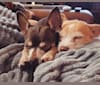 Photo of Loki, a Chihuahua, Toy Fox Terrier, and Miniature Pinscher mix in Oak Point, Texas, USA