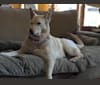 Bella, a German Shepherd Dog and Siberian Husky mix tested with EmbarkVet.com