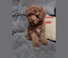 Harvey of Canyon Creek Puppies, a Poodle (Small) tested with EmbarkVet.com
