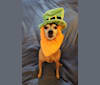 buddy, a Miniature Pinscher and Rat Terrier mix tested with EmbarkVet.com