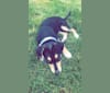 Nori, an American Pit Bull Terrier and Pembroke Welsh Corgi mix tested with EmbarkVet.com