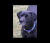 Trooper, a Beagle and American Bulldog mix tested with EmbarkVet.com