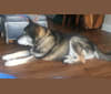 Amos, an Akita and German Shepherd Dog mix tested with EmbarkVet.com