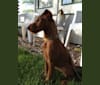 K, an Irish Terrier tested with EmbarkVet.com