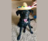 Archie, a Labrador Retriever and American Pit Bull Terrier mix tested with EmbarkVet.com