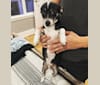 Ollie, a Chihuahua and Shih Tzu mix tested with EmbarkVet.com