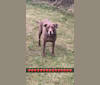 Nala, a Labrador Retriever and American Pit Bull Terrier mix tested with EmbarkVet.com