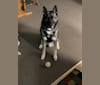 Photo of Chief, a Norwegian Elkhound and Siberian Husky mix in Ravenna, Ohio, USA