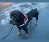 Moose, a Rottweiler tested with EmbarkVet.com