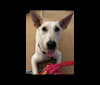 Buffy, a Labrador Retriever and German Shorthaired Pointer mix tested with EmbarkVet.com