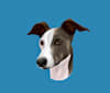 Apollo, an Italian Greyhound tested with EmbarkVet.com