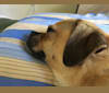 Capone, a Pug and Chihuahua mix tested with EmbarkVet.com