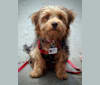 Maxx, a Yorkshire Terrier and Bichon Frise mix tested with EmbarkVet.com