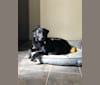 Roxie, a Labrador Retriever and German Shepherd Dog mix tested with EmbarkVet.com