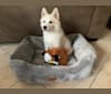 Bolt Sanford, an American Eskimo Dog tested with EmbarkVet.com