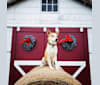 Axle, a Siberian Husky and German Shepherd Dog mix tested with EmbarkVet.com