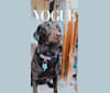 Hazel, a Labrador Retriever and Australian Kelpie mix tested with EmbarkVet.com