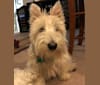 Photo of Emmy, a Scottish Terrier  in Vermont, USA