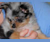 Esme, a Pomeranian and Chihuahua mix tested with EmbarkVet.com