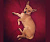 Asiago, a Chihuahua and Pomeranian mix tested with EmbarkVet.com