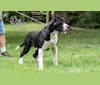 Tuxedo, a Perro de Presa Canario tested with EmbarkVet.com