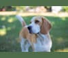 Photo of Shadynooks This Empty Northern Hemisphere, a Beagle  in Mondovi, Wisconsin, USA